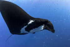 Une raie manta curieuse nous observe dans les eaux de la zone marine protégée de Rocca Partida au Mexique